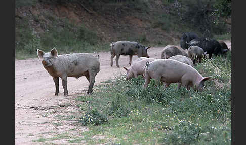 Hausschwein (Sus scrofa domestica)