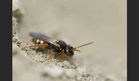 Wespenbiene spec. (Nomada bifasciata)