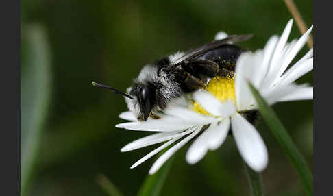 Graue Sandbiene (Andrena cineraria)