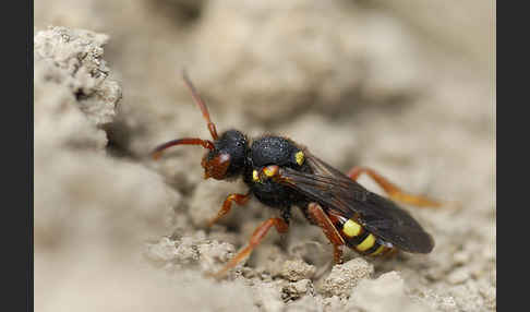 Wespenbiene spec. (Nomada bifasciata)