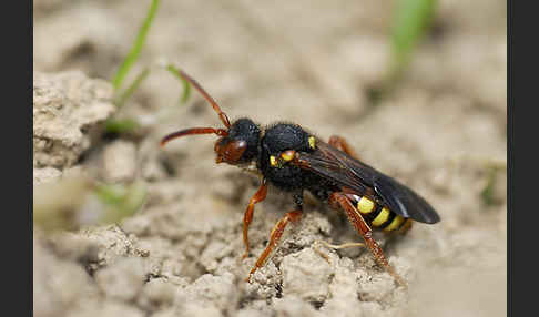 Wespenbiene spec. (Nomada bifasciata)