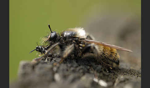 Gelbe Mordfliege (Laphria flava)