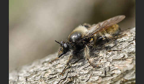 Gelbe Mordfliege (Laphria flava)