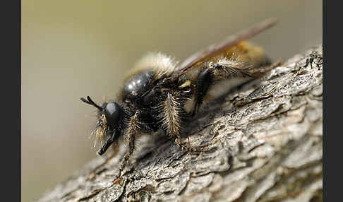 Gelbe Mordfliege (Laphria flava)