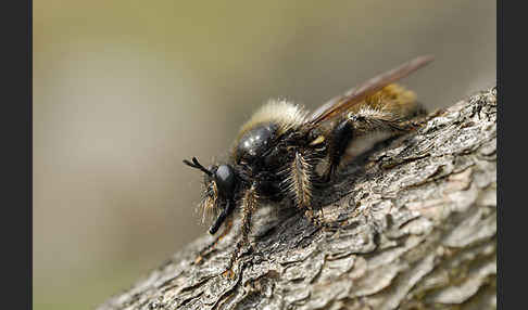 Gelbe Mordfliege (Laphria flava)