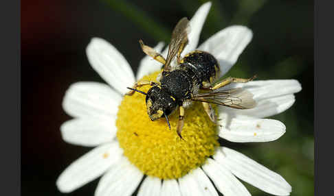 Große Wollbiene (Anthidium manicatum)