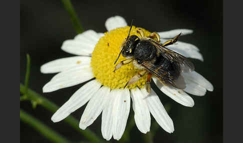 Große Wollbiene (Anthidium manicatum)