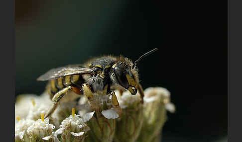 Große Wollbiene (Anthidium manicatum)