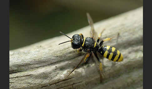 Grabwespe spec.1 (Crossocerus vagabundus)