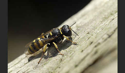 Grabwespe spec.1 (Crossocerus vagabundus)