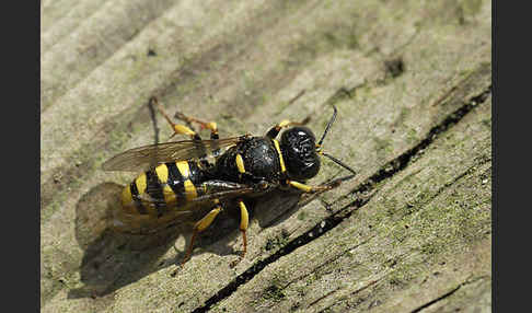 Grabwespe spec.1 (Crossocerus vagabundus)