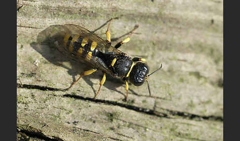 Grabwespe spec.1 (Crossocerus vagabundus)