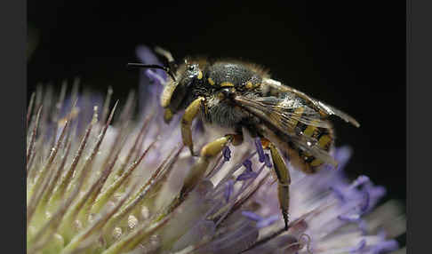 Große Wollbiene (Anthidium manicatum)