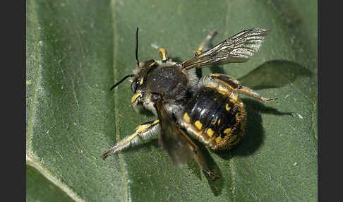 Große Wollbiene (Anthidium manicatum)