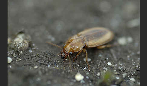 Laufkäfer spec. (Harpalus flavescens)