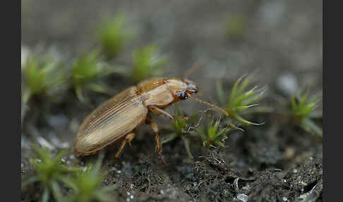 Laufkäfer spec. (Harpalus flavescens)