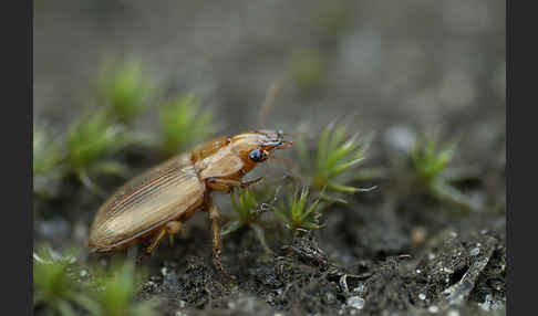 Laufkäfer spec. (Harpalus flavescens)