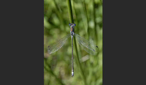 Gemeine Binsenjungfer (Lestes sponsa)