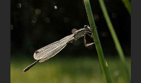 Gemeine Binsenjungfer (Lestes sponsa)