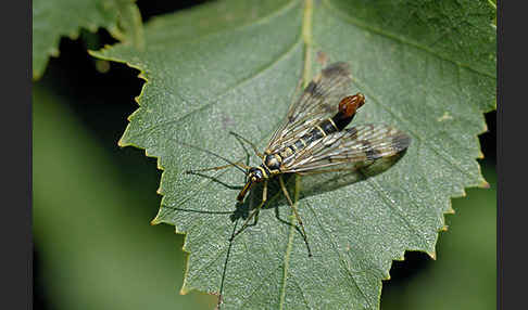 Skorpionsfliege spec. (Panorpa spec.)