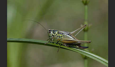 Roesels Beißschrecke (Metrioptera roeselii)