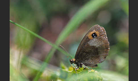 Waldteufel (Erebia aethiops)