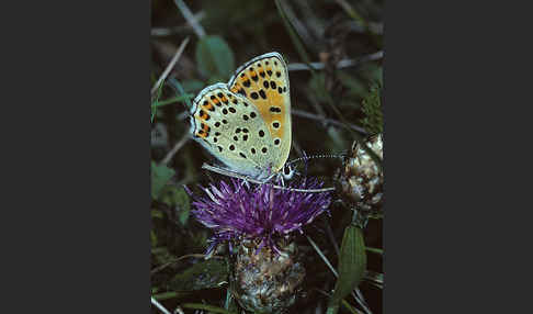 Schwefelvögelchen (Lycaena tityrus)