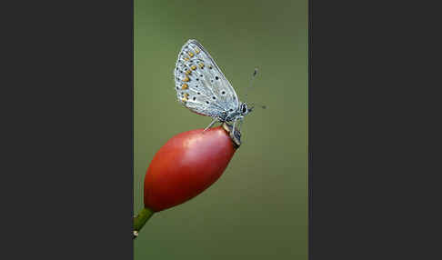 Gemeiner Bläuling (Polyommatus icarus)