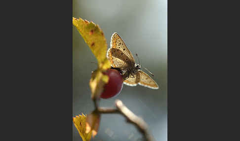 Gemeiner Bläuling (Polyommatus icarus)