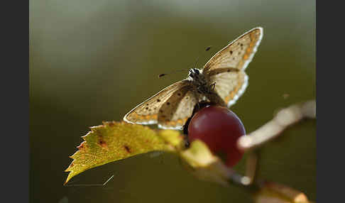 Gemeiner Bläuling (Polyommatus icarus)