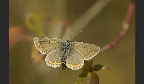 Gemeiner Bläuling (Polyommatus icarus)