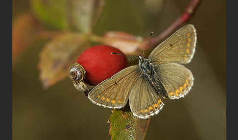 Gemeiner Bläuling (Polyommatus icarus)