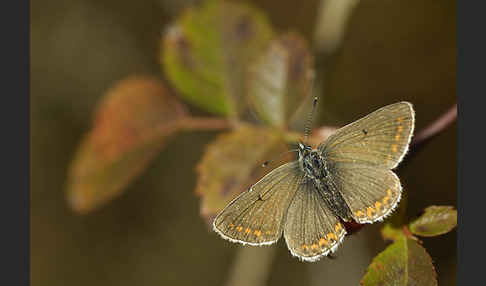 Gemeiner Bläuling (Polyommatus icarus)