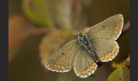 Gemeiner Bläuling (Polyommatus icarus)