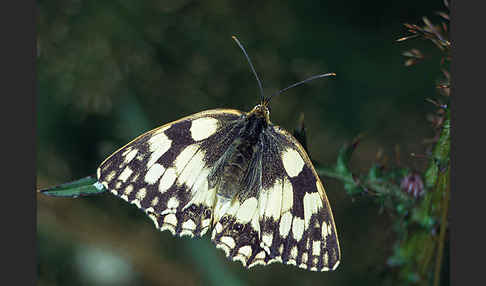 Schachbrett (Melanargia galathea)