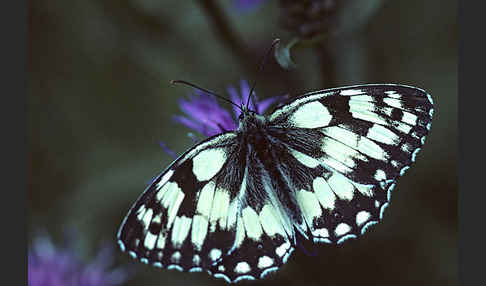 Schachbrett (Melanargia galathea)