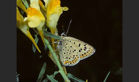 Schwefelvögelchen (Lycaena tityrus)