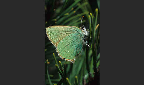 Brombeerzipfelfalter (Callophrys rubi)