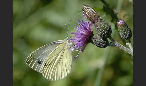 Rapsweißling (Pieris napi)