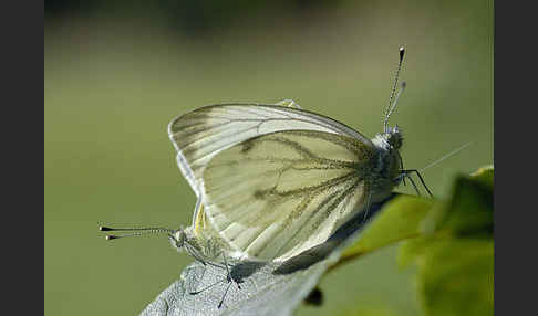 Rapsweißling (Pieris napi)