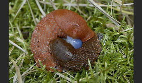 Spanische Wegschnecke (Arion lusitanicus)