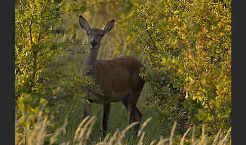 Rotwild (Cervus elaphus)