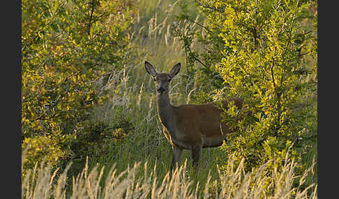 Rotwild (Cervus elaphus)