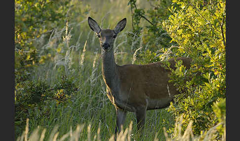 Rotwild (Cervus elaphus)