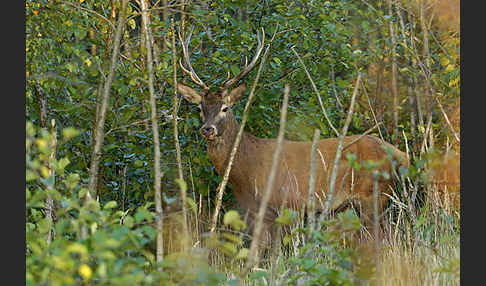 Rotwild (Cervus elaphus)