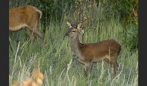 Rotwild (Cervus elaphus)