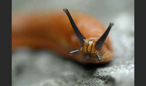 Spanische Wegschnecke (Arion lusitanicus)