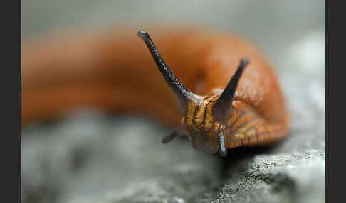 Spanische Wegschnecke (Arion lusitanicus)