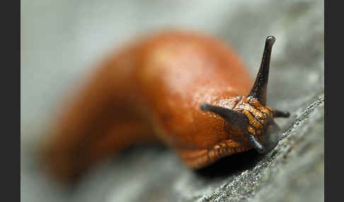 Spanische Wegschnecke (Arion lusitanicus)