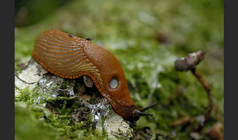 Spanische Wegschnecke (Arion lusitanicus)